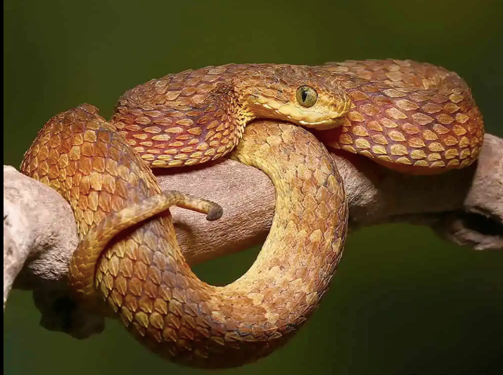 Green bush viper Atheris squamigera , on a branch, captive, Congo