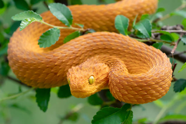 Venomous Bush Viper Snake (Atheris squamigera) with yellow (juvenile) tail  Stock Photo