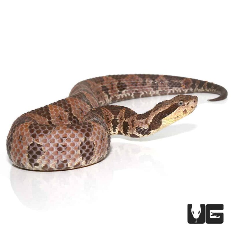 Squamigera Bush Vipers For Sale Reptiles For Sale