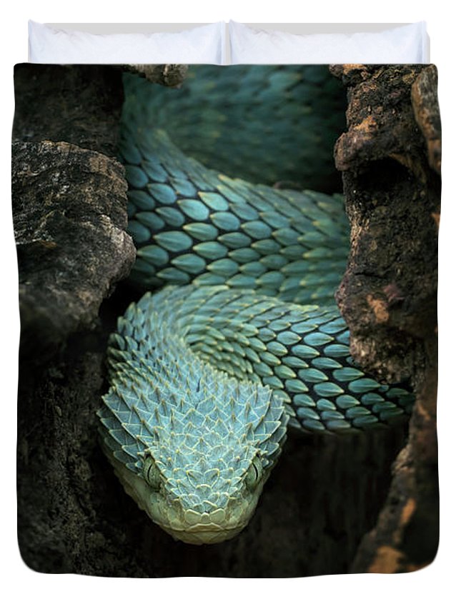 Adult Female Blue Crown Green Squamigera Bush Viper (Atheris squamigera)  For Sale - Underground Reptiles