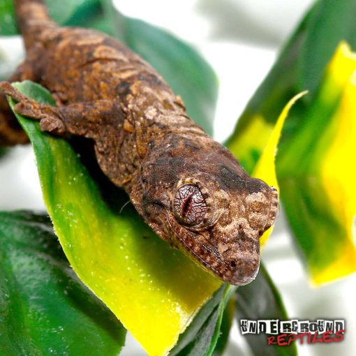 BABY MAINLAND CHAHOUA GECKO FOR SALE Are Coming From New Caledonia And ...