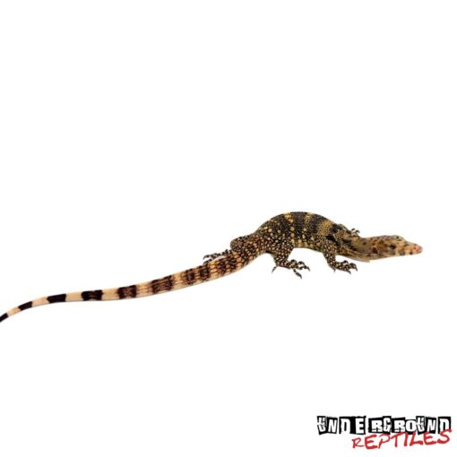 Normally Occurring Out Of A Large Area Of The Indonesian Islands With