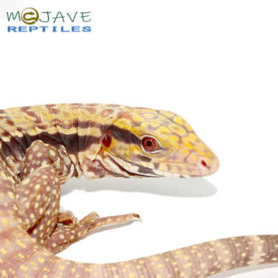 ALBINO ULTRA PURPLE TEGUS FOR SALE