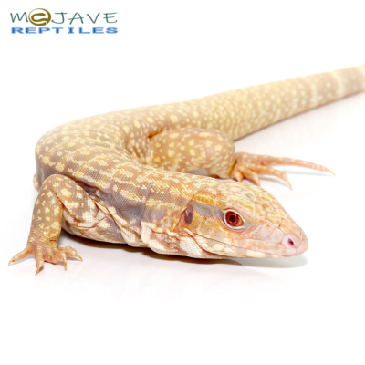 WE HAVE ALBINO ULTRA PURPLE TEGUS FOR SALE