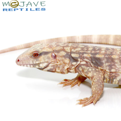  ALBINO SNOWMAKER TEGUS FOR SALE