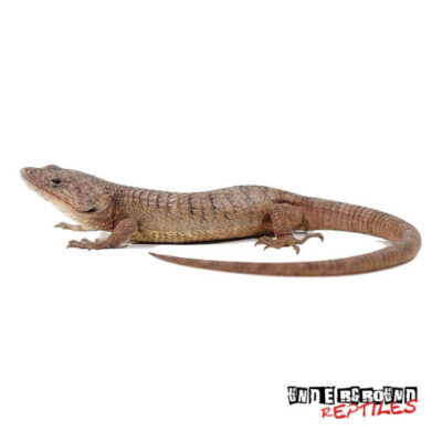 ABRONIA LEUROLEPIS FOR SALE