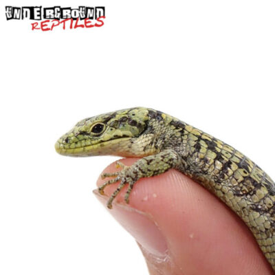 ABRONIA TAENIATA FOR SALE