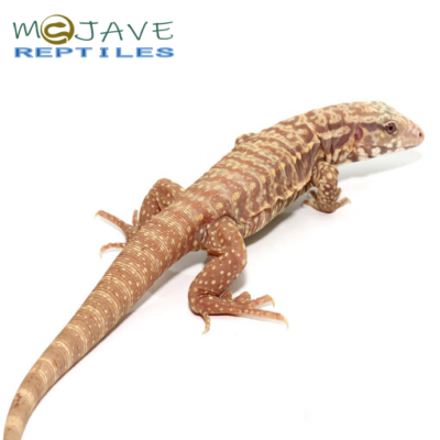 WE HAVE ALBINO ULTRA PURPLE TEGUS FOR SALE