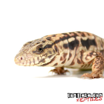 BABY RED HET ANERYTHRISTIC TEGU FOR SALE