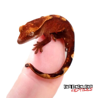 Ember Crested Gecko (HYBRID)