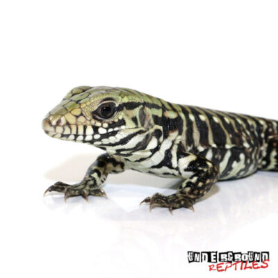 BABY ICE TEGU HET ALBINO FOR SALE