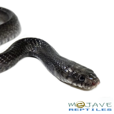 MEXICAN INDIGO FOR SALE