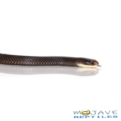 PAPUAN BLACK SNAKE FOR SALE