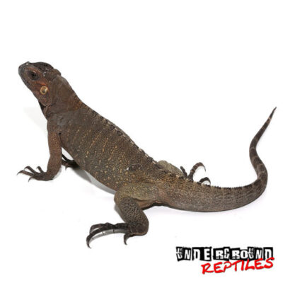 RHINO IGUANAS FOR SALE