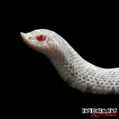 BABY SNOW WESTERN HOGNOSE SNAKE FOR SALE
