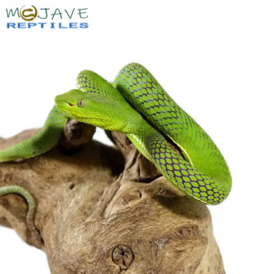 Sterjeni’s Bamboo Pit Viper