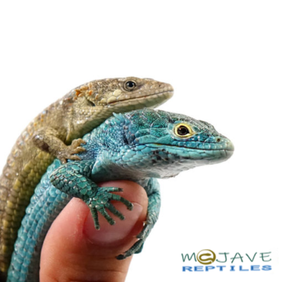 ABRONIA VASCONCELOSII FOR SALE