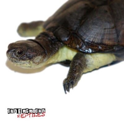 African Dwarf Mud Turtle For Sale