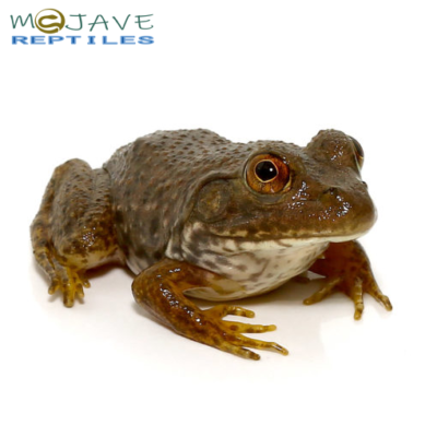 American Bullfrog