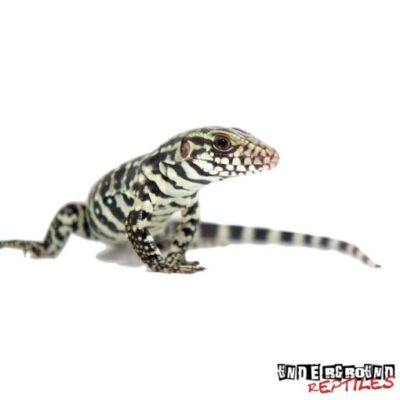 Baby Merica Tegu