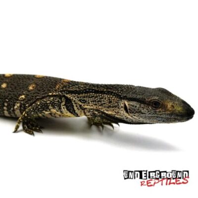 Baby Black throat Monitor