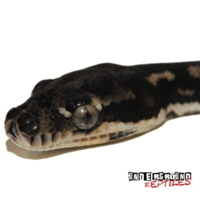 Baby Diamond Python For Sale