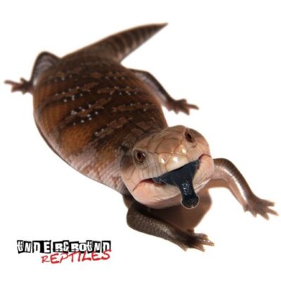 Baby Northern Blue Tongue Skink For Sale