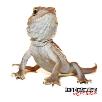 Baby Witblits Bearded Dragons For Sale