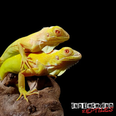 BABY ALBINO IGUANA FOR SALE
