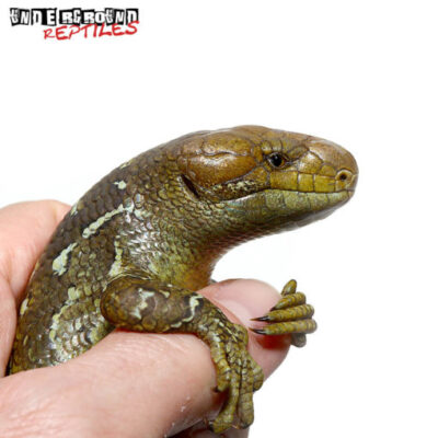 BABY MONKEY TAILED SKINKS FOR SALE