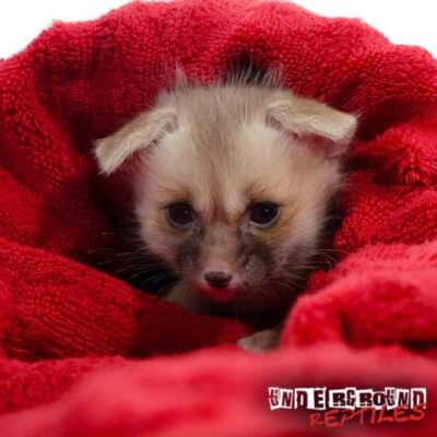 RUPPELL'S FOX FOR SALE