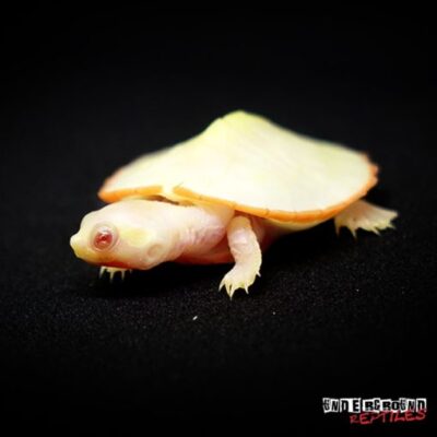 ABRONIA LYTHROCHILAS FOR SALE