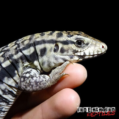 BABY RED ANERTHERYSTIC TEGU FOR SALE