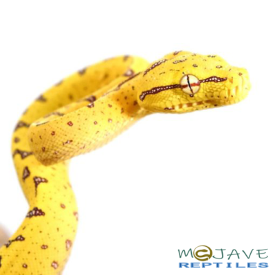 WE HAVE BABY ARU x JAYA GREEN TREE PYTHON FOR SALE