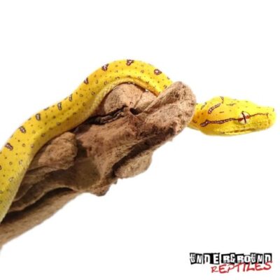 BABY ARU X MANAKWARI GREEN TREE PYTHONS FOR SALE