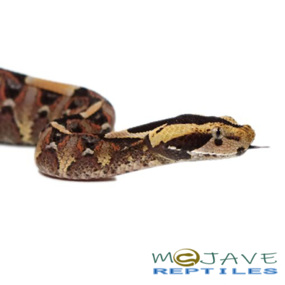 BABY GABINO VIPERS FOR SALE