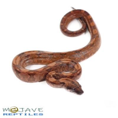 BABY HYPO BLOOD COLOMBIAN REDTAIL BOAS FOR SALE
