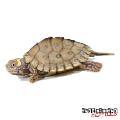 BABY PASTEL HYPO MISSISSIPPI MAP TURTLE FOR SALE