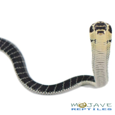 BABY KING COBRAS FOR SALE
