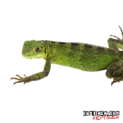 BABY PANDA DRAGONS PIED PECTINATAS FOR SALE