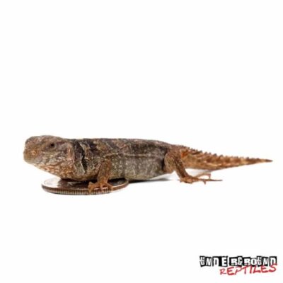 Baby Yucatan Spiny Tail Iguana Ctenosaura Defensor