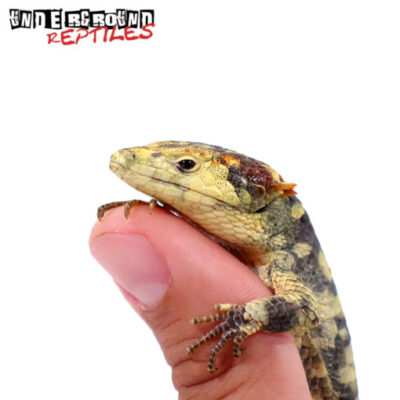 CALICO ABRONIA LYTHROCHILAS FOR SALE