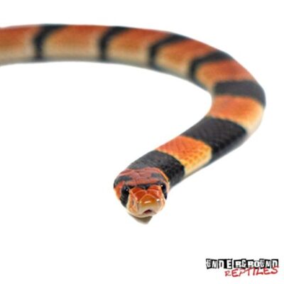BABY CAPE CORAL COBRA FOR SALE