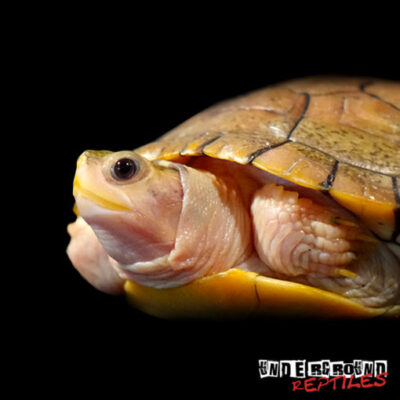 CARAMEL PINK ALBINO RED EAR SLIDER TURTLE FOR SALE