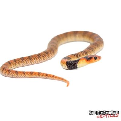 BABY ANGOLAN CORAL COBRAS FOR SALE