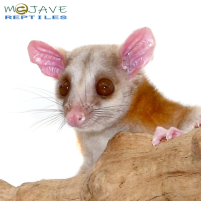 Derby’s Woolly Opossum