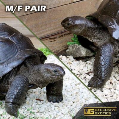 ALDABRA TORTOISES FOR SALE