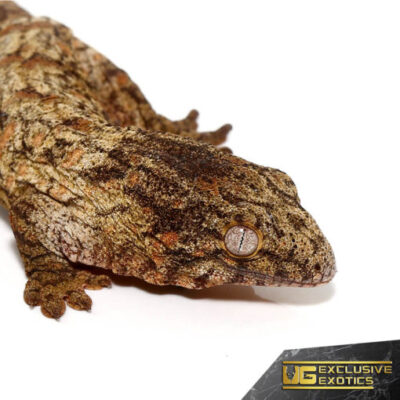 BABY HIGH PINK NU ANA LEACHIANUS GECKOS FOR SALE