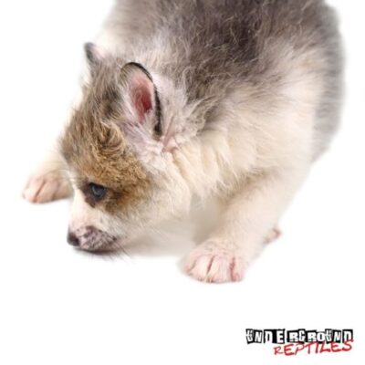 BABY FOXES FOR SALE
