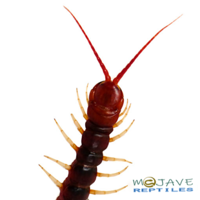 AMAZON GIANT CENTIPEDE FOR SALE